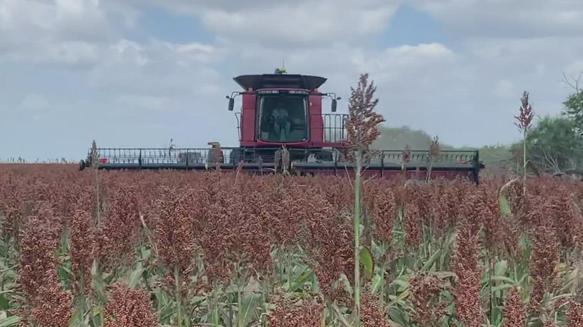 Farmers rush to harvest crops before Hurricane Beryl