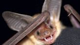 California gets an official state bat