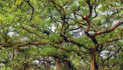 Kolkata's 255-year-old Banyan Tree: A Natural Wonder And Tourist Attraction - News18