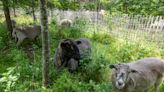 Governors Island puts sheep baaaack to work clearing invasive plants