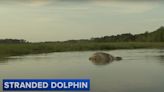Efforts are underway to help a dolphin stranded in a N.J. creek return to the sea