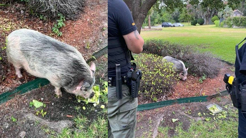 Porky Police Pursuit: Officers in Beaufort respond to 'pig causing mischief' at hotel