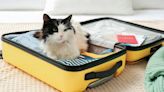 Make Summer Travel with Pets Enjoyable and Seamless