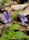 Viola (plant)