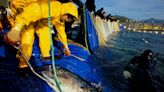 How to Help The Fishing Industry? Stop Fishing So Much