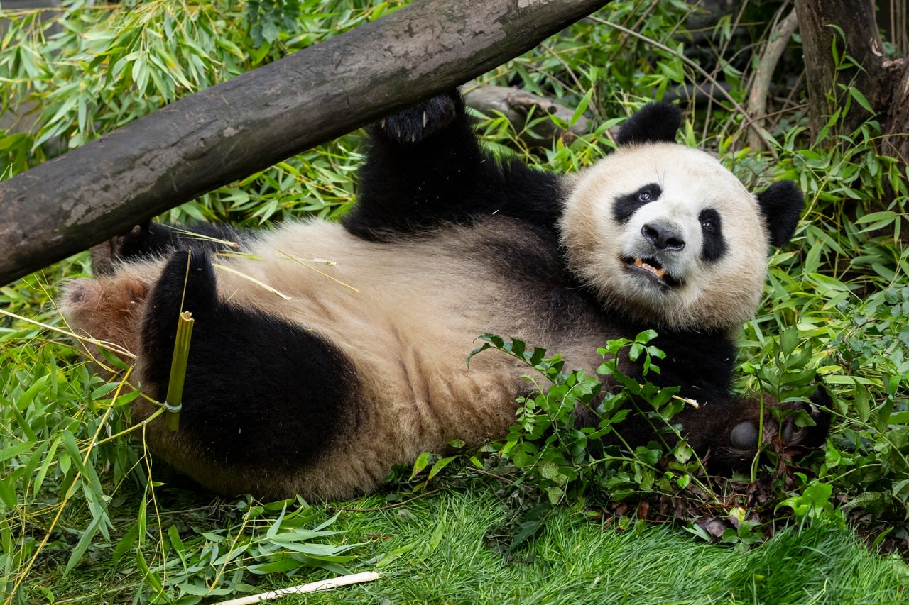 San Diego Zoo gives first look of new giant pandas before public viewing