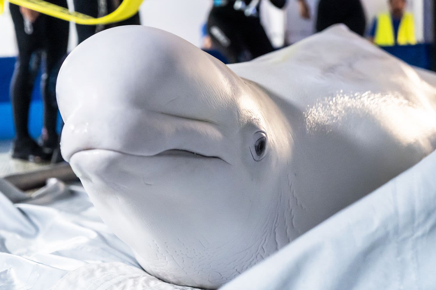 2 Beluga Whales Moved from Ukraine to Spain in 'High-Risk, Complex' Rescue Operation amid War