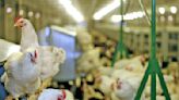 Brazil detects first Newcastle disease case in poultry since 2006 - AGCanada