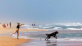 Going to an NC beach with your dog this summer? Here are rules you should know