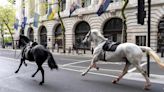 Five Military Horses Which Ran Loose In London 'Recovering With Remarkable Speed'