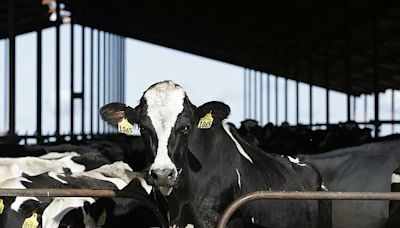 Federal order requires testing, reporting of H5N1 avian influenza in dairy cattle crossing state lines | Northwest Arkansas Democrat-Gazette