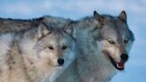 Prey driven away by wildfire, YKDFN Chief says wolves are turning to Yellowknife for food