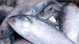 Political Turmoil In Bangladesh Halts Hilsa Fish Imports To India - News18