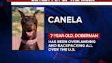 Cutest pet of the week: Canela