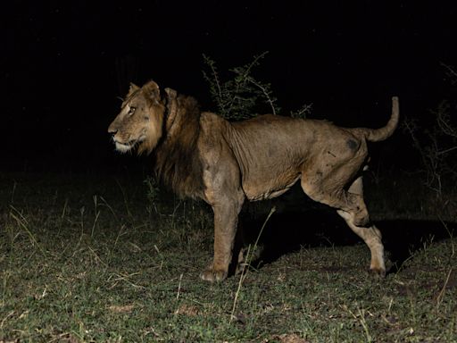 Amputee lion makes record-breaking swim across croc-infested waters