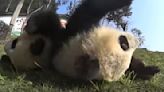 Panda Pandemonium: Adorable Cubs Punch Hidden Camera