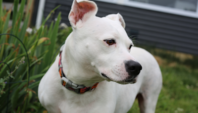 Sweet 'Polar Bear' Shelter Dog in Phoenix Has 3 Days to Find a Foster & People Are Invested