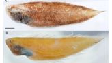 台灣發現珍稀新種深海魚 僅記錄2尾標本