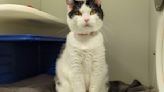 Moo is this week's Featured Furry Friend from the Cleveland APL! | Newsradio WTAM 1100 | Cleveland Pets