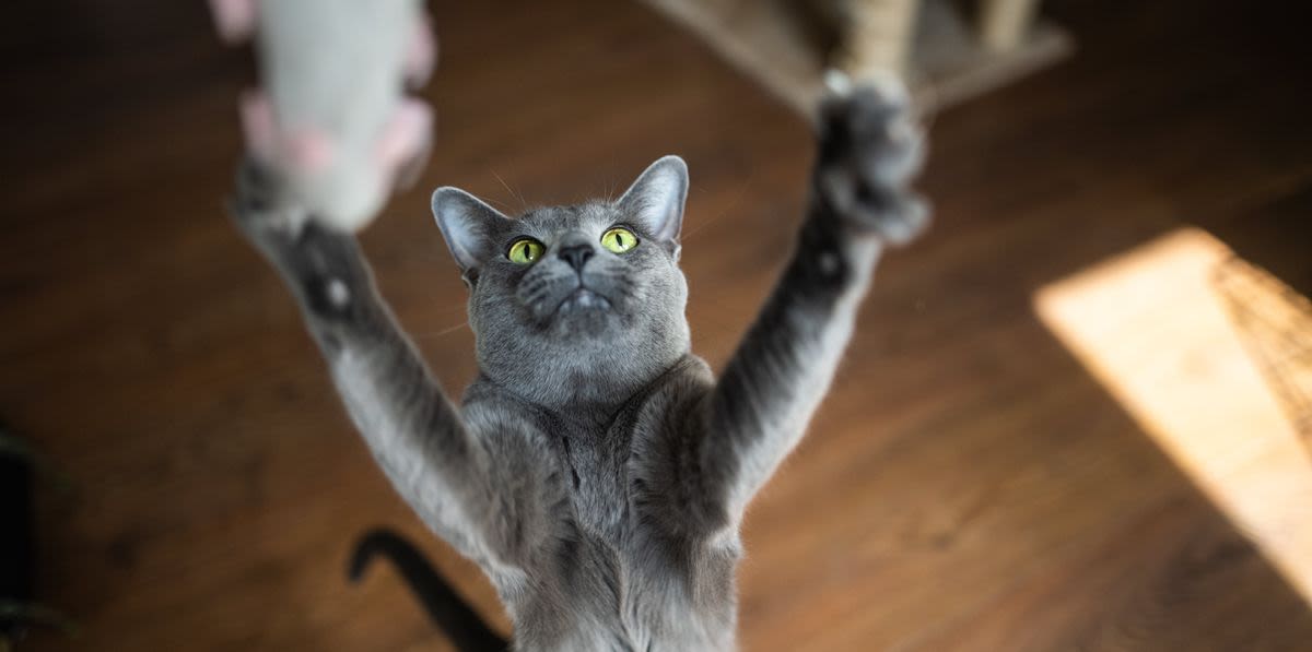 This $4 Cat Toy Is 'Worth Its Weight In Gold' — And Behaviorists Say There's A Reason