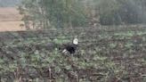 A bald eagle sighting and more news in the latest Manitowoc outdoors report