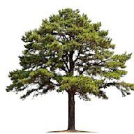 Evergreen trees retain their foliage year-round, providing color and privacy. Popular varieties include pine trees, spruce trees, and juniper trees.