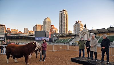'Místico', toro que homenajea a la selección argentina, abre puertas de la Expo Rural