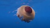 Alerta en el Mar Menor: nacen millones de medusas ‘huevo frito’