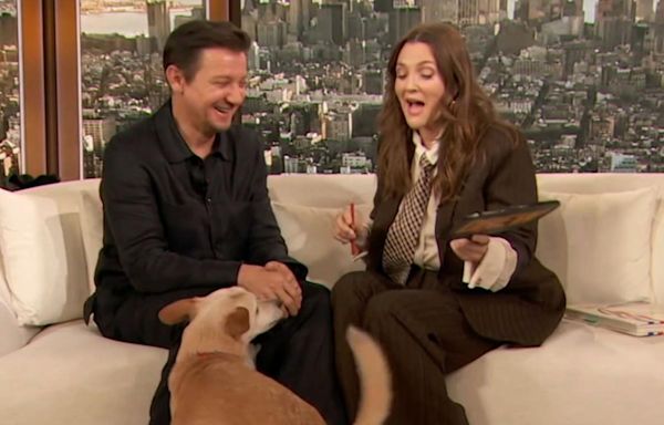 Drew Barrymore's dog gets "turned on" by Jeremy Renner in "super awkward" 'Drew Barrymore Show' moment