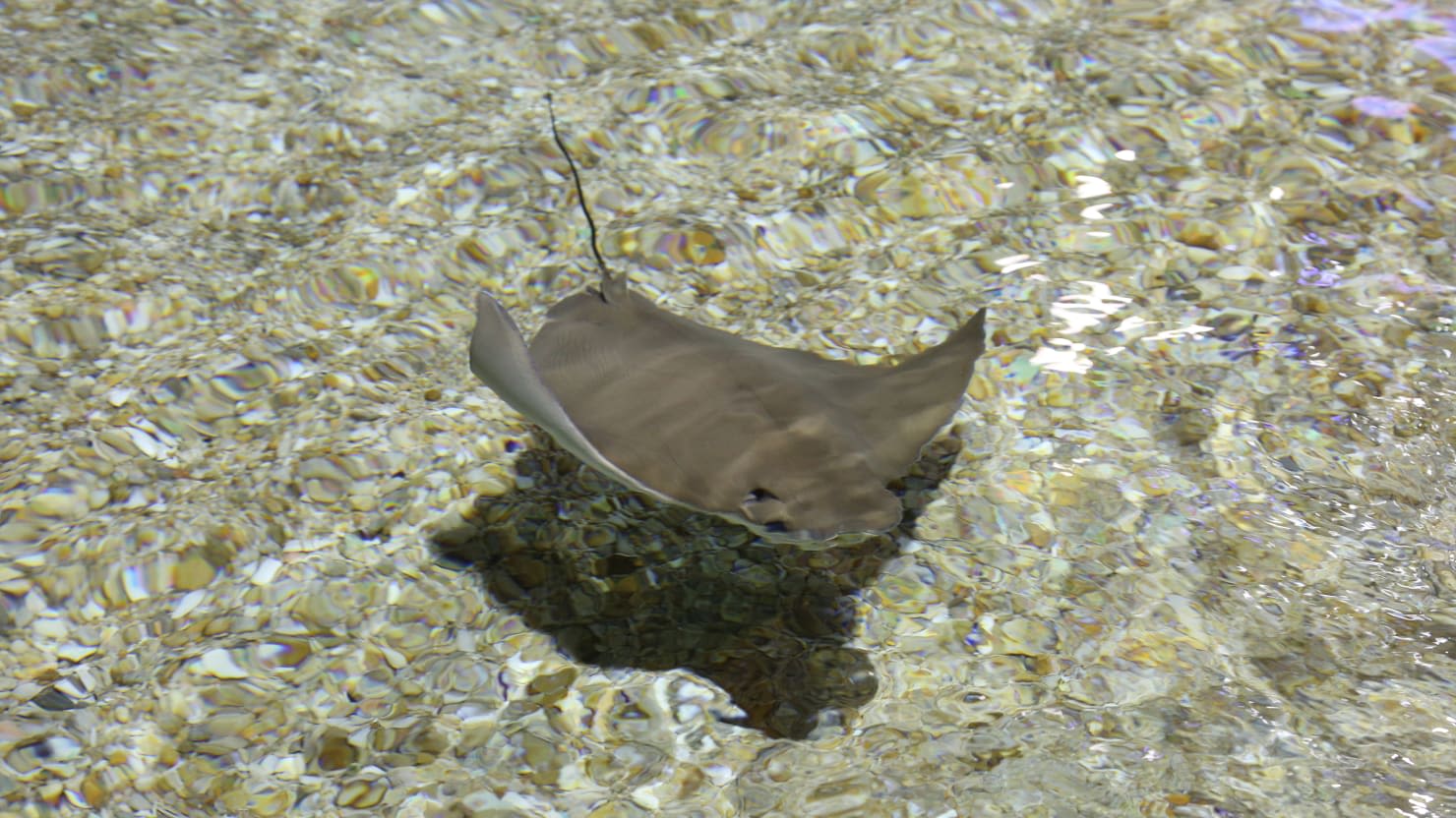 We Finally Have an Update on That Mysteriously Pregnant Stingray—but It’s Not Good News