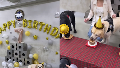 警犬福星即將退休 7歲生日趴玩氣球「蛋糕大口吞」