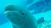 'Shut this torture chamber down': Marineland faces intense public backlash after dolphin and beluga death