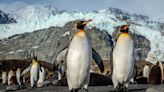 Bird flu spreads to king penguins near Antarctica