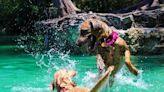 Esta es la piscina para perros que se ha hecho viral y cuesta menos de 20 euros
