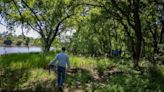 A tech giant is helping restore these Sacramento Valley rice fields to a floodplain. Here’s why