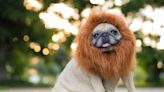 Pug Dressed as a Lion Watching 'The Lion King' Is Just the Cutest