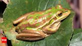 Why do frogs participate in rare cannibalism - Times of India