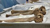 Mastodon bones unearthed by Michigan work crew go on display in museum