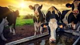 Is avian influenza a threat to the dairy industry?