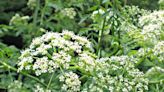 Master Gardener: How to identify and get rid of poison hemlock