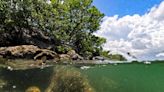 The world's coral reefs are bleaching. What does that mean?