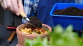 Fruit scrap makes garden plants 'thrive' and deters pests too