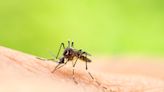 Mosquito numbers in metro area are well above the 10-year average