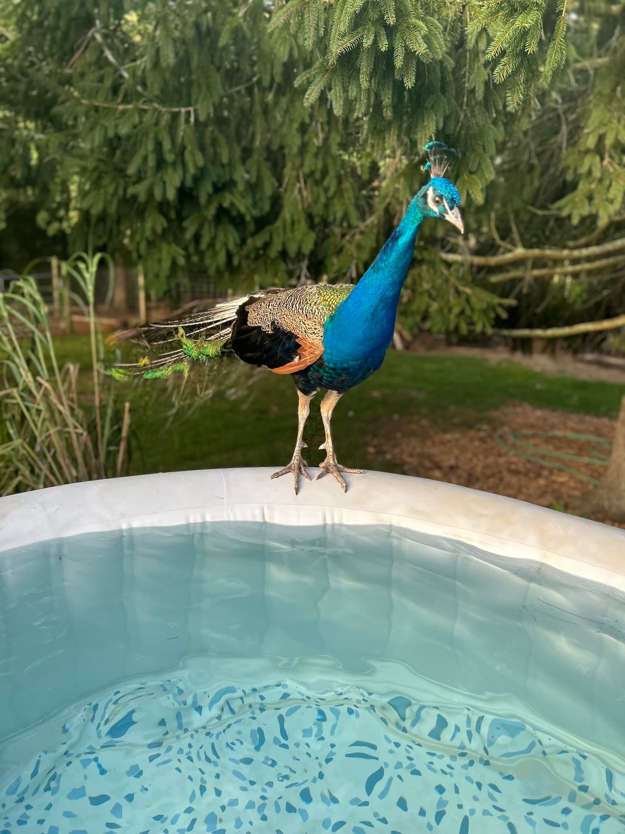 Peacock on the loose in Cape Cod. Don’t feed, catch or chase, officials say