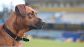 Última cachorra abrigada na Boca do Lobo é adotada pelo Pelotas | GZH