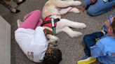 8 very good pups help staff Carmel Clay Schools. Meet Max, Luna and friends