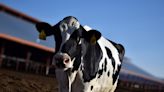 EUA detecta su segundo caso de gripe aviar en humano tras contacto con vacas infectadas
