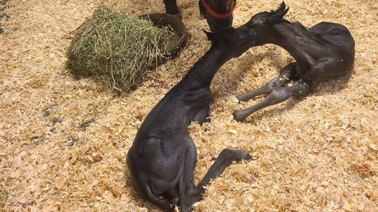 Rare and unexpected twin foals born at UGA's veterinary hospital