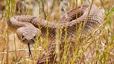 Rattlesnake season: Some tips to avoid getting bitten