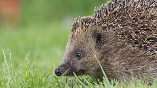 How hedgehogs became a problem in the Hebrides